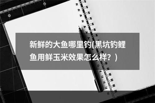 新鲜的大鱼哪里钓(黑坑钓鲤鱼用鲜玉米效果怎么样？)