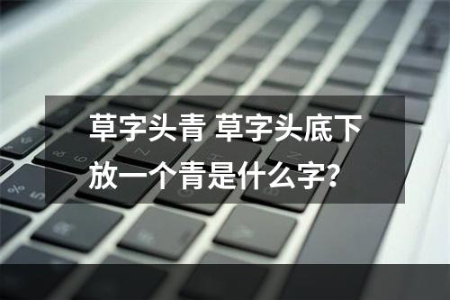 草字头青 草字头底下放一个青是什么字？