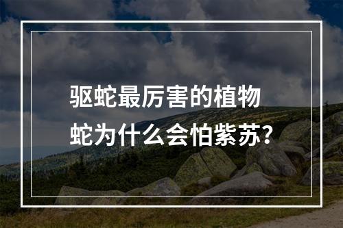 驱蛇最厉害的植物 蛇为什么会怕紫苏？