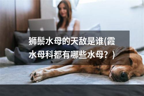 狮鬃水母的天敌是谁(霞水母科都有哪些水母？)