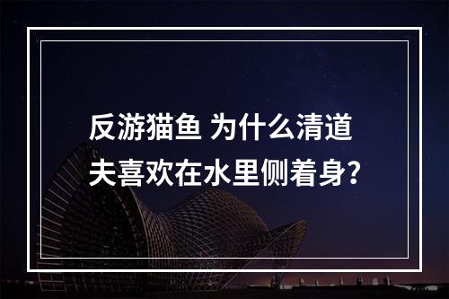 反游猫鱼 为什么清道夫喜欢在水里侧着身？