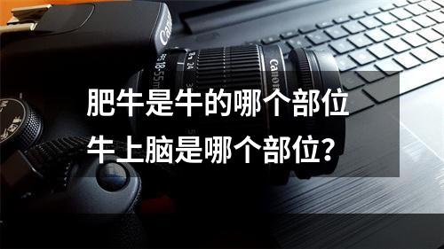 肥牛是牛的哪个部位 牛上脑是哪个部位？