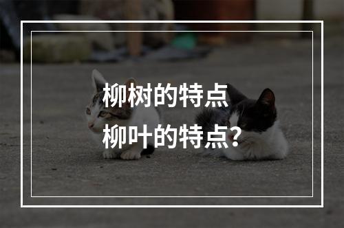 柳树的特点 柳叶的特点？